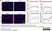 Anti Rat RECA-1 Antibody, clone HIS52 thumbnail image 11