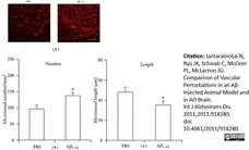 Anti Rat RECA-1 Antibody, clone HIS52 gallery image 12