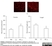 Anti Rat RECA-1 Antibody, clone HIS52 thumbnail image 12