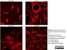 Anti Rat RECA-1 Antibody, clone HIS52 gallery image 13