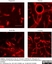 Anti Rat RECA-1 Antibody, clone HIS52 thumbnail image 12