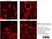 Anti Rat RECA-1 Antibody, clone HIS52 thumbnail image 13