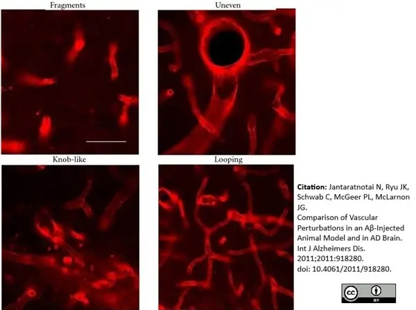 Anti Rat RECA-1 Antibody, clone HIS52 gallery image 13