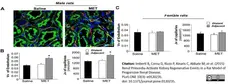 Anti Rat RECA-1 Antibody, clone HIS52 gallery image 14