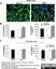 Anti Rat RECA-1 Antibody, clone HIS52 thumbnail image 14