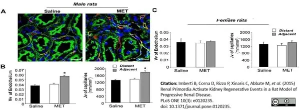Anti Rat RECA-1 Antibody, clone HIS52 gallery image 14