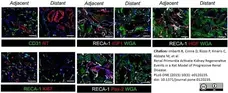 Anti Rat RECA-1 Antibody, clone HIS52 gallery image 15