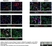 Anti Rat RECA-1 Antibody, clone HIS52 thumbnail image 15