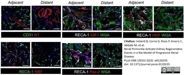 Anti Rat RECA-1 Antibody, clone HIS52 gallery image 15