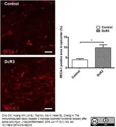 Anti Rat RECA-1 Antibody, clone HIS52 gallery image 16