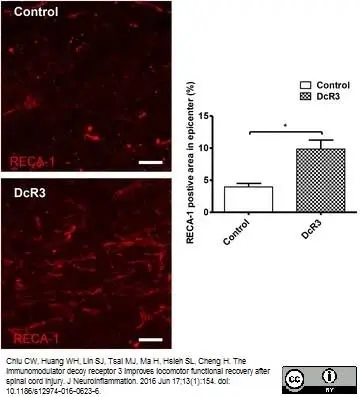 Anti Rat RECA-1 Antibody, clone HIS52 gallery image 16