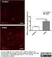 Anti Rat RECA-1 Antibody, clone HIS52 thumbnail image 16