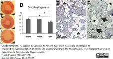 Anti Rat RECA-1 Antibody, clone HIS52 gallery image 17