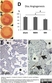 Anti Rat RECA-1 Antibody, clone HIS52 thumbnail image 17