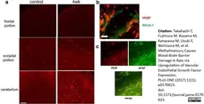 Anti Rat RECA-1 Antibody, clone HIS52 gallery image 19