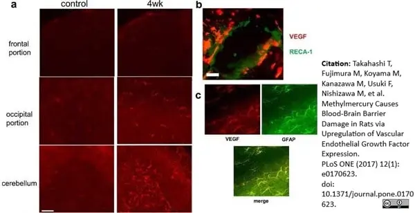 Anti Rat RECA-1 Antibody, clone HIS52 gallery image 19