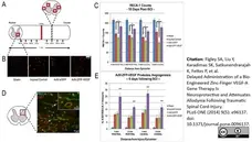Anti Rat RECA-1 Antibody, clone HIS52 gallery image 2