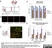 Anti Rat RECA-1 Antibody, clone HIS52 thumbnail image 2