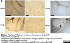 Anti Rat RECA-1 Antibody, clone HIS52 gallery image 20