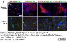 Anti Rat RECA-1 Antibody, clone HIS52 gallery image 21
