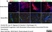Anti Rat RECA-1 Antibody, clone HIS52 thumbnail image 20