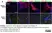 Anti Rat RECA-1 Antibody, clone HIS52 thumbnail image 21