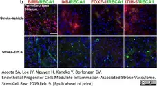 Anti Rat RECA-1 Antibody, clone HIS52 gallery image 22