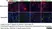 Anti Rat RECA-1 Antibody, clone HIS52 thumbnail image 22