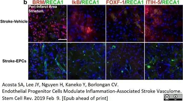 Anti Rat RECA-1 Antibody, clone HIS52 gallery image 22