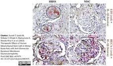 Anti Rat RECA-1 Antibody, clone HIS52 gallery image 23
