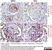 Anti Rat RECA-1 Antibody, clone HIS52 thumbnail image 22