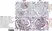 Anti Rat RECA-1 Antibody, clone HIS52 thumbnail image 23
