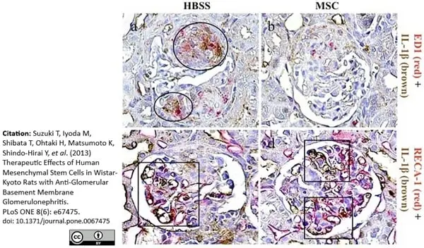 Anti Rat RECA-1 Antibody, clone HIS52 gallery image 23