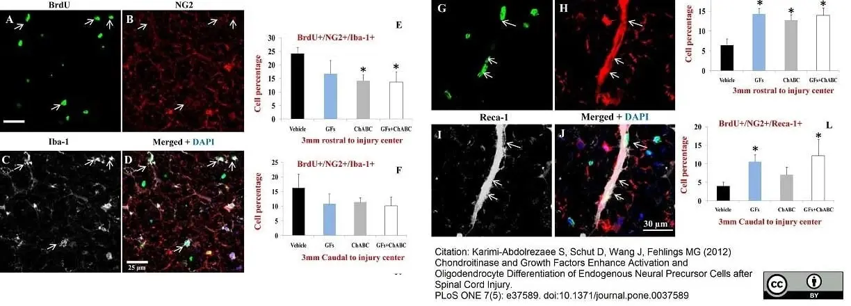 Anti Rat RECA-1 Antibody, clone HIS52 gallery image 24