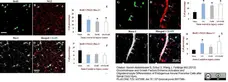 Anti Rat RECA-1 Antibody, clone HIS52 gallery image 24