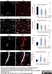 Anti Rat RECA-1 Antibody, clone HIS52 thumbnail image 23
