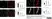 Anti Rat RECA-1 Antibody, clone HIS52 thumbnail image 24