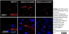 Anti Rat RECA-1 Antibody, clone HIS52 gallery image 25