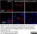 Anti Rat RECA-1 Antibody, clone HIS52 thumbnail image 25