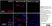 Anti Rat RECA-1 Antibody, clone HIS52 thumbnail image 25