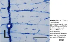 Anti Rat RECA-1 Antibody, clone HIS52 gallery image 26