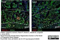 Anti Rat RECA-1 Antibody, clone HIS52 gallery image 27