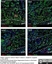 Anti Rat RECA-1 Antibody, clone HIS52 thumbnail image 26