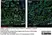 Anti Rat RECA-1 Antibody, clone HIS52 thumbnail image 27