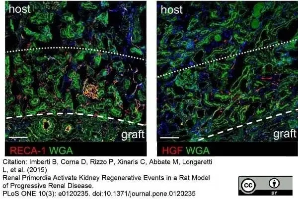 Anti Rat RECA-1 Antibody, clone HIS52 gallery image 27