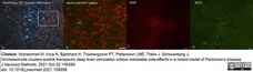 Anti Rat RECA-1 Antibody, clone HIS52 gallery image 29