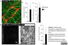 Anti Rat RECA-1 Antibody, clone HIS52 gallery image 3
