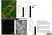 Anti Rat RECA-1 Antibody, clone HIS52 thumbnail image 3