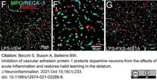 Anti Rat RECA-1 Antibody, clone HIS52 gallery image 30