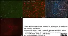 Anti Rat RECA-1 Antibody, clone HIS52 gallery image 31